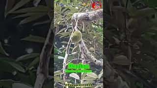 DURIAN TUNGGAL Foyuu nature flora plants shorts shortvideo short shortsvideo viralvideo [upl. by Immanuel]