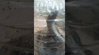 King cobra 🐍 cobra king kingcobrarescue shortsfeed snake snakevideo [upl. by Mall14]