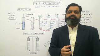 Cell fractionation Urdu Hindi medium profmasoodfuzailDensity gradient centrifugeHomogenizer [upl. by Irwin]