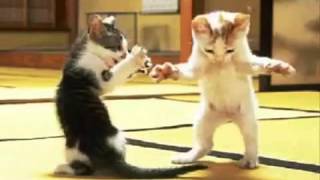 Grappige katten dansen [upl. by Rickey]