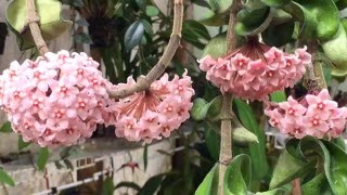 HOYA CARNOSA WITH MANY BLOOMS  CARE TIPS TO BLOOMING HOYA [upl. by Tabbie]