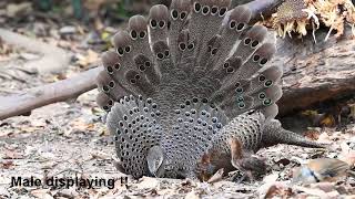 Grey Peacockpheasant  Polyplectron bicalcaratum [upl. by Tabor]