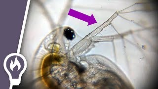 The strange fluid dynamics of microscopic animals and other daphnia facts [upl. by Anisah45]