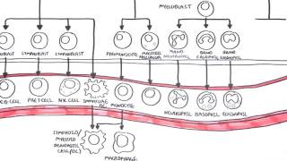 An introduction to Haematopoesis [upl. by Enirac]