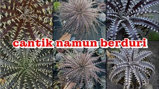 16 JENIS DYCKIA TANAMAN KUAT PANAS DAN TANPA PERAWATAN KHUSUS [upl. by Enirehtakyram605]