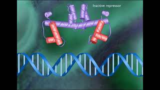 TRYPTOPHAN OPERON [upl. by Chamberlain]