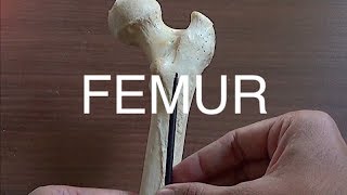 FEMUR  GENERAL FEATURES amp ATTACHMENTS [upl. by Yrod]