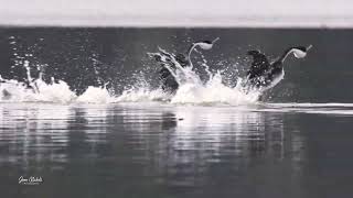 Full courtship dance with Western Grebes [upl. by Bianca]