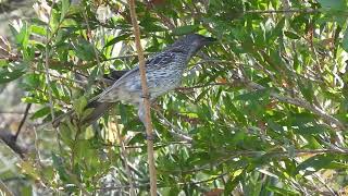 Little Wattlebird Hervey Bay Qld [upl. by Eiblehs]