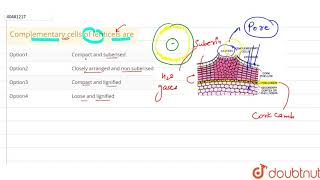 Complementary cells of lenticels are [upl. by Tubb]