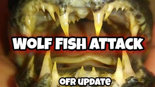 Aimara Wolf Fish Attacks Updates at Ohio Fish Rescue [upl. by Arleen]