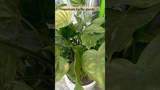 Always use organic compost🌱plants garden gardening like share subscribe video shorts nature [upl. by Htebesile]