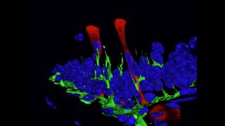 Close Interaction Between Epithelial Cells and Mononuclear Phagocytes in the Epididymis [upl. by Arenahs830]