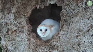 Baby Barn Owls First Glimpse of the World Outside  Discover Wildlife  Robert E Fuller [upl. by Branden]