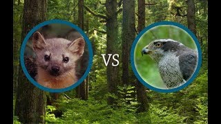 Marten vs Goshawk [upl. by Sualokcin232]