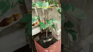 Best medicinal plant in India terracegarderning rooftopgarden ytshorts viralshort [upl. by Frank]