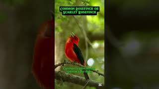 COMMON ROSEFINCH OR SCARLET ROSEFINCH 🕊️shorts shortvideo birds [upl. by Aroved]