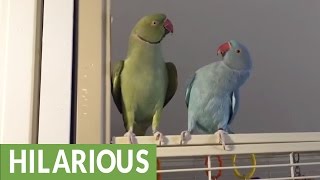 Parakeet brothers engage in full length conversation [upl. by Beghtol]