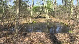 Sounds of Frogs and Woodpecker Marcy Woods Ridgeway Ont [upl. by Erinn]