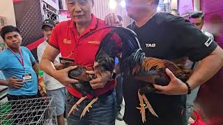 Napabili Gamefowl Expo Super Brood stag  Yellow Legged Hatch JDA Gamefarm [upl. by Barbaraanne]