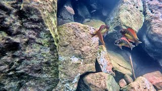 Swimming With Cichlids  Tropheus moorii kambwimba “red rainbow” Extra footage [upl. by Ellerd]