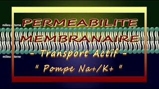 BiologieCellulaire   • PERMEABILITE MEMBRANAIRE •  Transport Actif • Pompe Na  K • [upl. by Iruam]