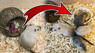 Baby Gerbils Growing Up 042 days [upl. by Ecyob]