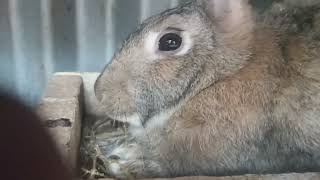 Gentle Giants with Hearts of Gold The Flemish Rabbit You Need in Your Life [upl. by Radbun368]