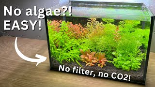 No Algae no filter Nano Tank for beginners Stepbystep tutorial [upl. by Rabiah322]