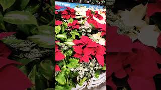 Poinsettia plant options are plentiful for Christmas [upl. by Divadleahcim]