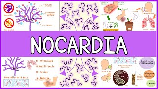 Nocardia Microbiology Morphology Pathophysiology Symptoms Diagnosis Treatment [upl. by Ruella183]