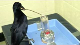 Science Today Crow Intelligence  California Academy of Sciences [upl. by Cornelius150]