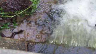 Water Snake vs Water Moccasin in Lower Alabama read below [upl. by Wehttan]