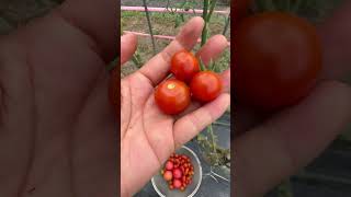 Harvest again tomatoes today harvesting mytomato gardening tomatoplant farming shortsvideo [upl. by Nosreme]