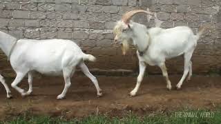 The Best Saanen Goats  Top Young Goat Generation At farm Saanen Type [upl. by Assilym]