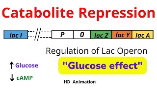 Catabolite Repression  cAMP CAP Glucose and Lac Operon [upl. by Aihn]