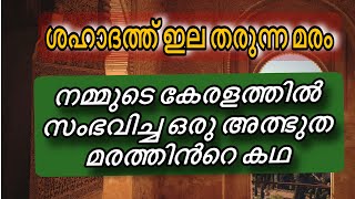 നമ്മുടെ കേരളത്തിൽ സംഭവിച്ച ഒരു അത്ഭുത മരത്തിൻറെ കഥ malayalamislamicspeech islamichistorymalayam [upl. by Eiznekam241]