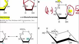 Bioquimica  Carbohidratos parte 1 [upl. by Rivy]