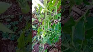 Another cherry tomato plant in my kitchengarden [upl. by Stace684]