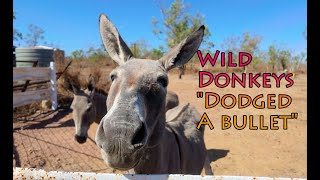 Donkeys Dodged a Bullet 4K DJI OSMO P3 DLogM [upl. by Kila]