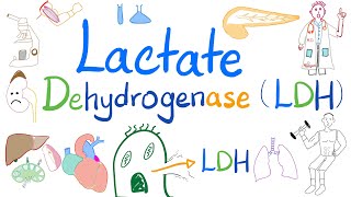 Lactate Dehydrogenase LDH  Organ Damage  Biochemistry Labs Clinical significance [upl. by Largent]