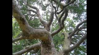 Plant ID Outeniqua Yellowwood Afrocarpus falcata [upl. by Hgielrebmik]