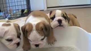 Baby English Bulldog Puppies [upl. by Arbua]