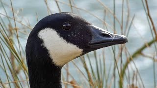 Canada Geese Honking  Defending Territories and Before and During Flight [upl. by Kerin]