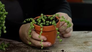 How to Propagate Senecio String of Pearls [upl. by Reginald]