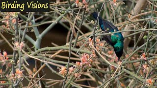 Palestine Sunbird foraging  song amp call  Judean Desert [upl. by Corley959]