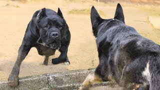 Only These Dog Breeds Can Face a Cane Corso [upl. by Nellad611]