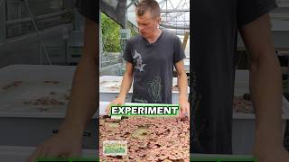 Red Root Floater Experiment 🔥 PART 2 [upl. by Wisnicki265]