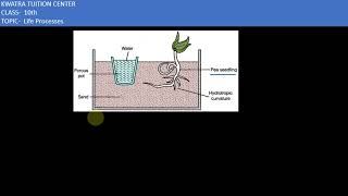 Q10 Design an experiment to demonstrate hydrotropism [upl. by Licna]