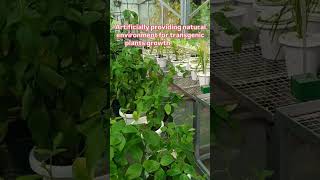 Artificially providing natural environment for transgenic plants 🌿🍀 plantgrowth lifelessons [upl. by Godliman]